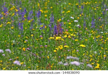 Dandelion flowers in the middle of the flower meadow in summer in the mountains
