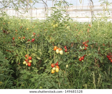 greenhouse for the intensive cultivation of cluster tomatoes and plum tomato type in Italy 3