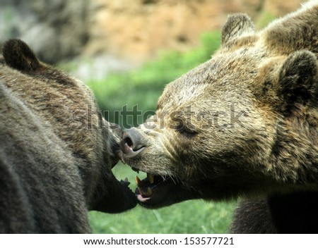 two ferocious bears struggle with powerful shots and open jaws bites