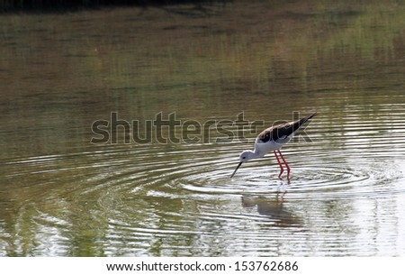 Black-winged stilt bird with long tapered legs walking in the pond 5