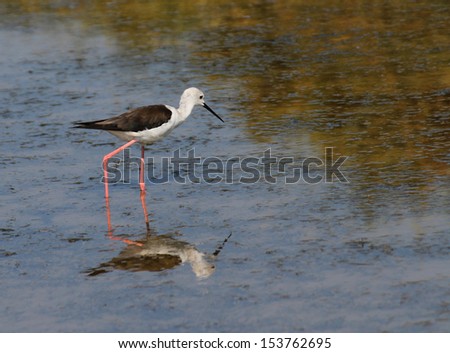 Black-winged stilt bird with long tapered legs walking in the pond in search of food 1