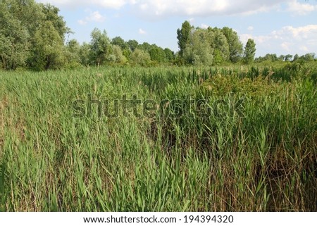 Wild reeds of a marsh a big natural park with many species of plants