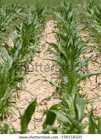 rows of plants in a corn field with very arid terrain 2