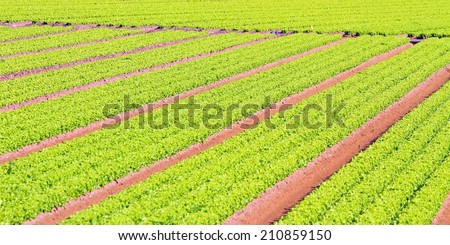 long rows of green salad grown in agricultural field 2
