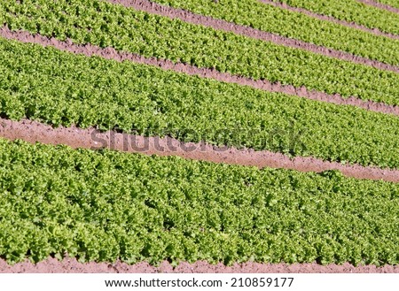 long rows of green salad grown in agricultural field 1