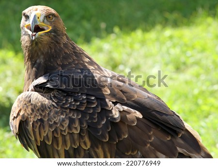 Great Golden Eagle with a yellow beak and bright eyes