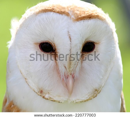 big white barn owl with two dark eyes on backlight