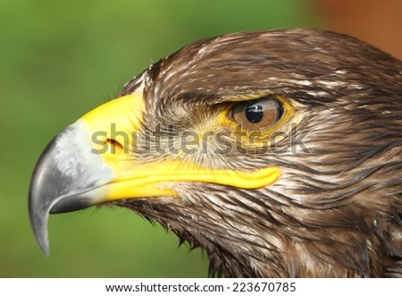 Great Eagle with yellow hooked  beak and the watchful eye