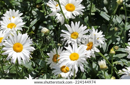 large white flower daisies with pure white petals and yellow corolla