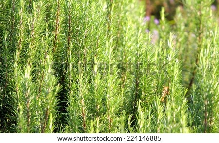 Great Green fragrant shrubs Rosemary in southern Italy