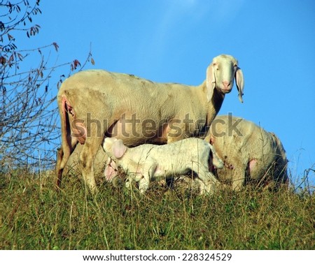 mother sheep breastfeeding her little lamb in the midst of the flock