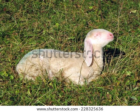 Lamb with the white wool on the lawn in the mountains