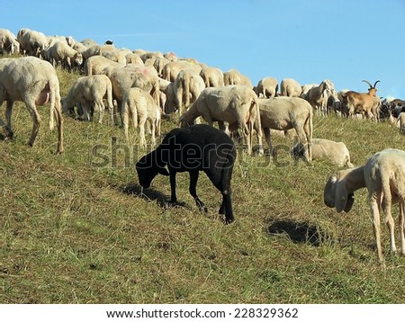 black sheep in the midst of the flock with many other white  sheep