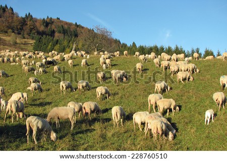 many sheep in the flock of sheep on a mountain meadow