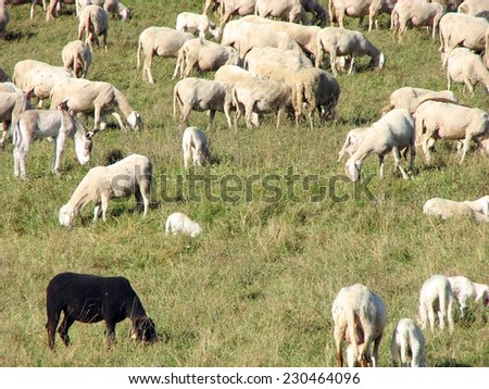 black sheep with other sheep grazing on a lawn