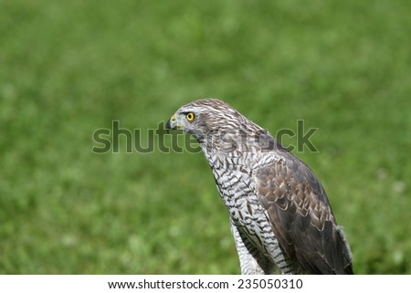 Peregrine Falcon on the lawn in the mountains