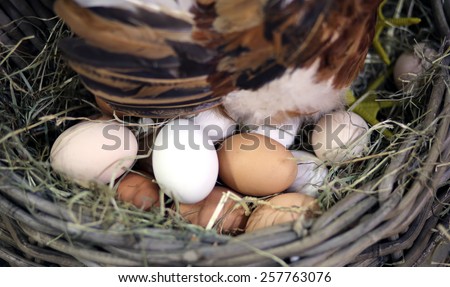 many eggs and the egg hatching in the farm\'s henhouse