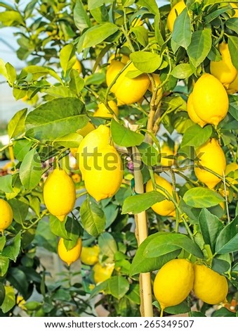 Yellow ripe lemons hung on the tree in warm Mediterranean country