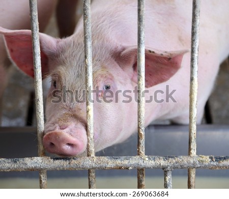 Pink pig\'s snout in the pigsty of the farm animal breeder\'s lung