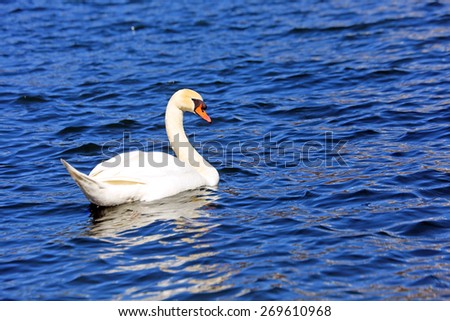 beautiful White Swan swimming in the clear water of the pond