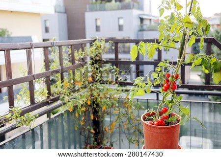 Tomato plant in the pot on the terrace of a house in the city