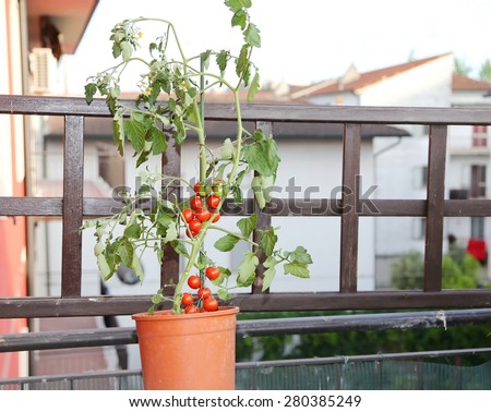 Tomato Plant on the terrace of a house in the city