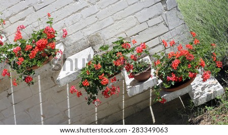 Pots of Red Geraniums in the staircase of the italian House