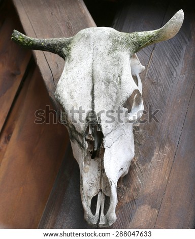 cow skull hanging on the wall of the farm in america