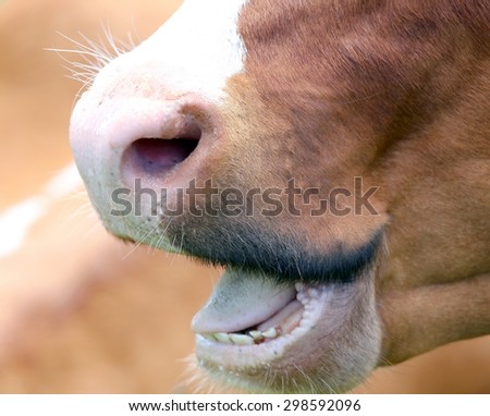 big mouth of ruminant cow with big teeth and tongue