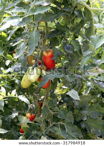 red tomatoes grown in a greenhouse at a controlled temperature