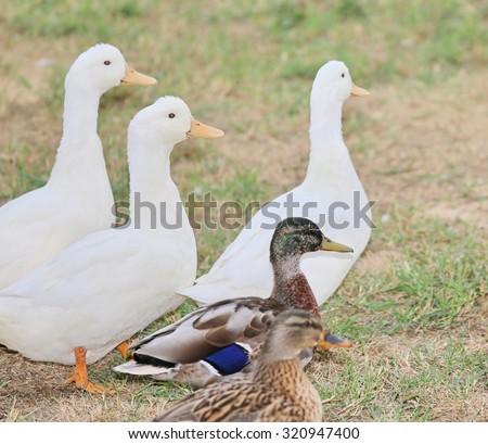 breeding of geese and ducks in animal farm