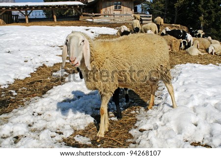 sheep grazing in the mountains in the snow in search of grass to eat