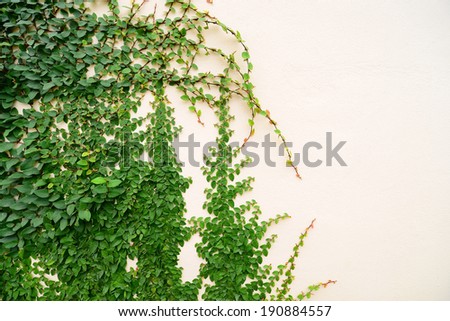 Similar – Image, Stock Photo Ivy growing up on a building