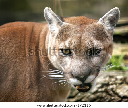 Mountion Lion Licking Her Chops. Stock Photo 172116 : Shutterstock