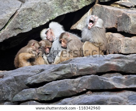 Monkey family sleeping on stone wall