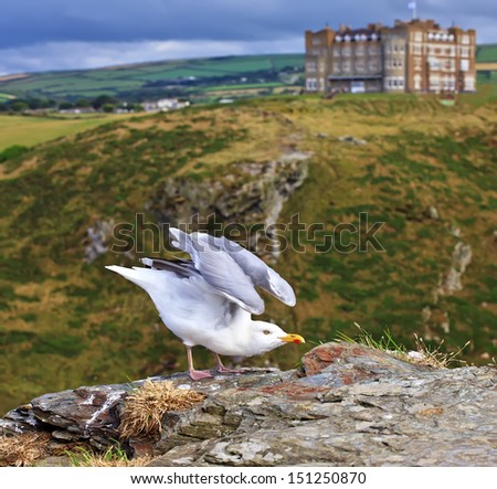 Seagull ready to fly with the background of Tintagel castle hotel, Cornwall, United Kingdom (UK)