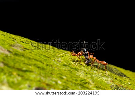 red ants teamwork