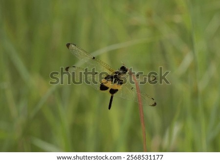 Similar – Image, Stock Photo Grasses macro shot black white