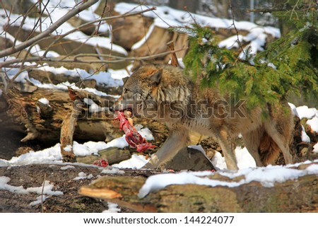 A Wolf holds a piece of meat in the mouth