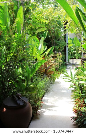 Tropical plants along walking path to the door