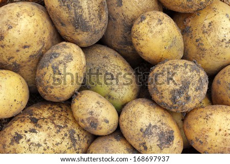 Freshly harvested Organic Potatoes with soil on them