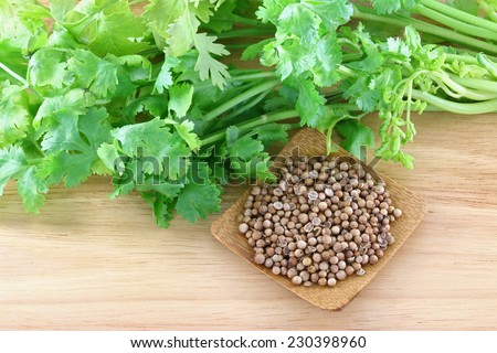 Closeup photo of fresh coriander, cilantro and a bowl of seeds