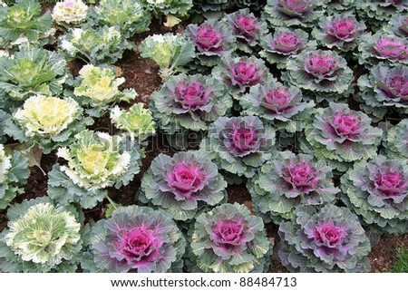 A flower of green and purple cabbage to decorate the garden