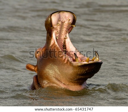 Hippo (Hippopotamus) open its mouth