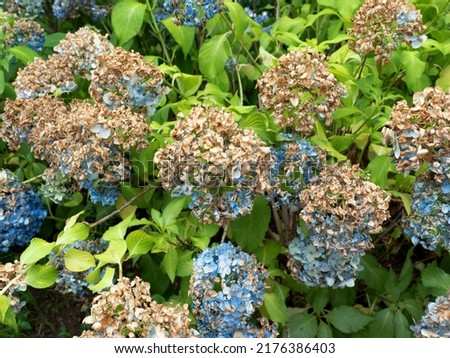 Similar – Foto Bild vertrocknete Hortensienblüte