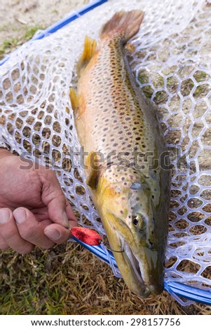 Brown trout you hit the lure