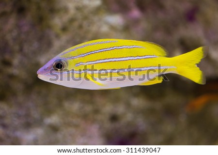 Saltwater fish of tropical named Yosujifuedai