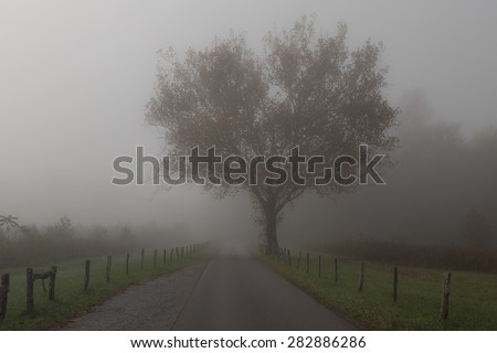 Great Smoky Mountains National Park - Tree in Fog - Cades Cove - Gatlinburg Pigeon Forge TN