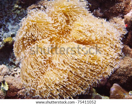 Golden Coral Stock Photo 75411052 : Shutterstock