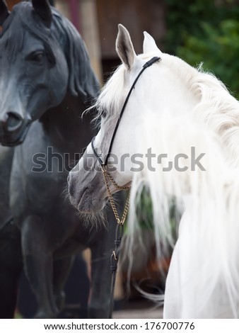 portrait of white arabian stallion with statue of horse